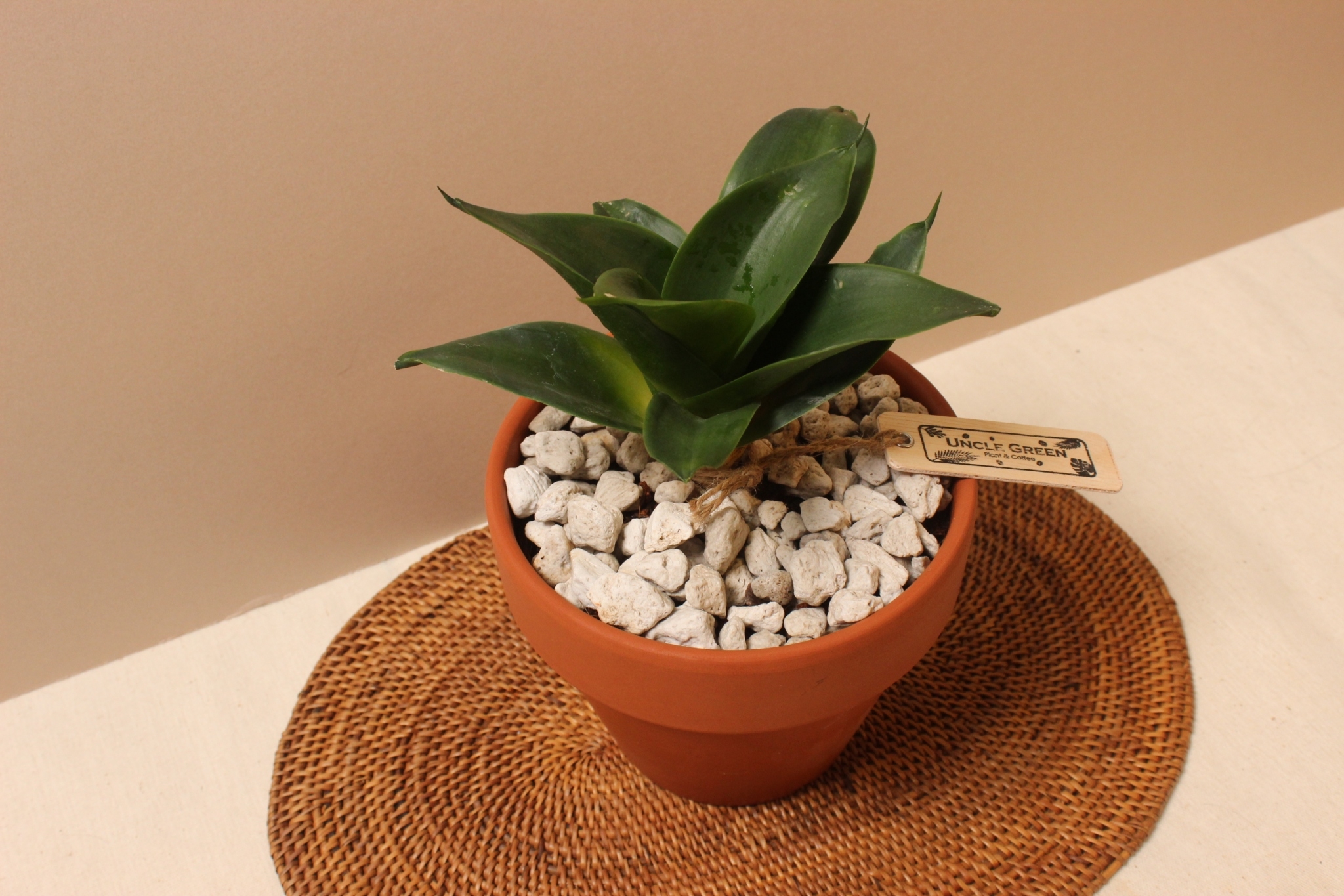 素燒盆_翡翠虎尾蘭-開開3