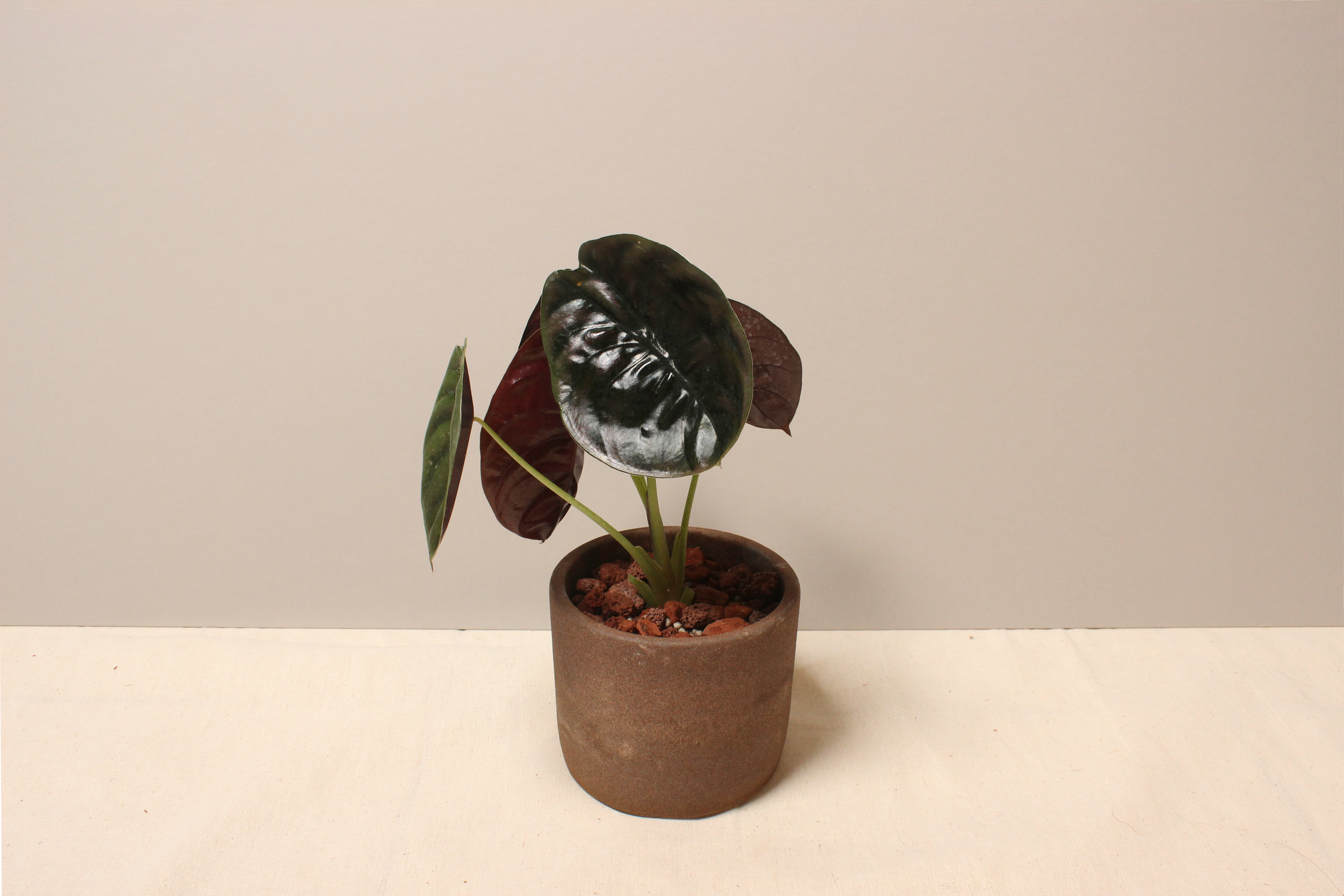 磨砂石盆_銅鏡觀音蓮3