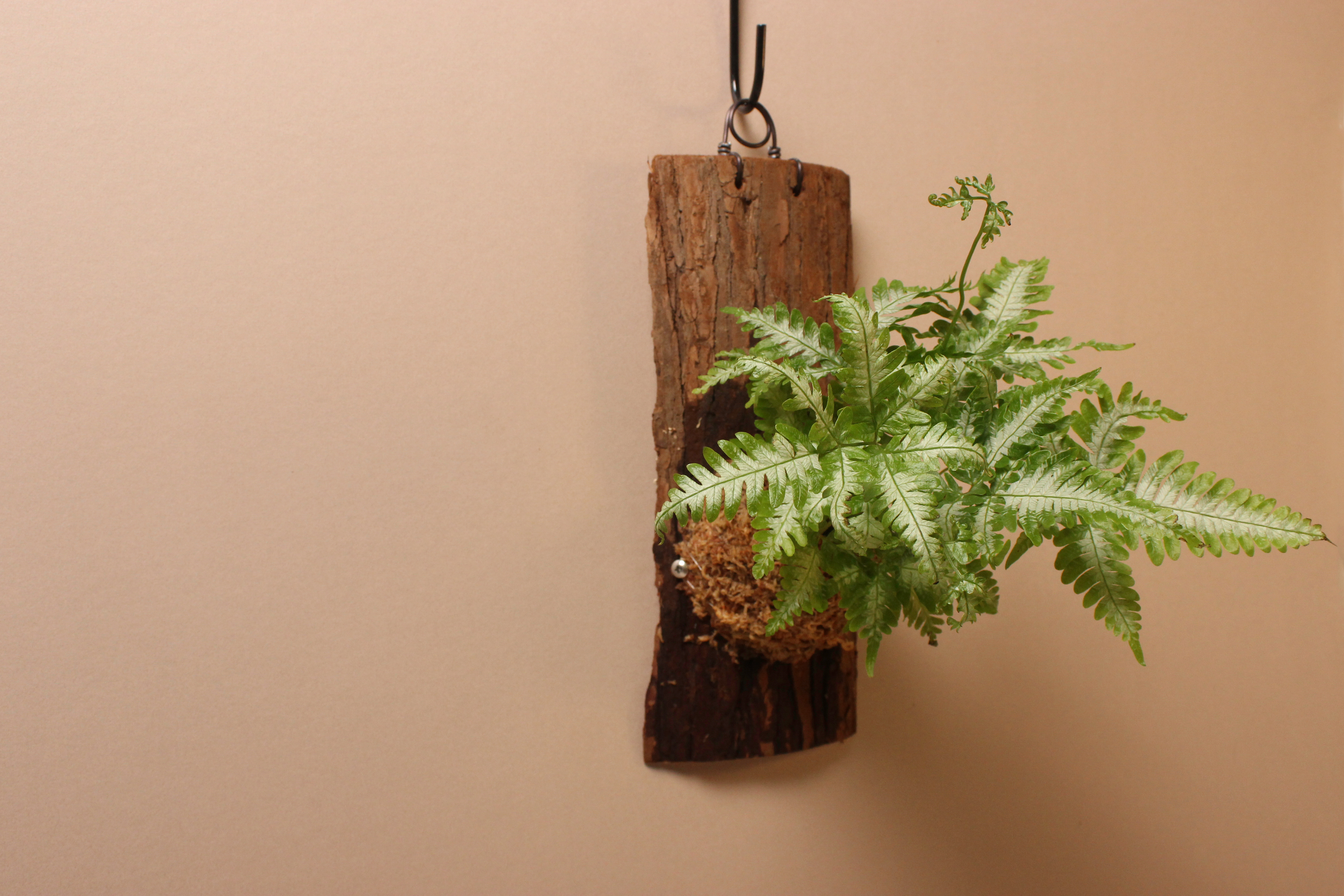 樹皮板_大銀脈鳳尾蕨3