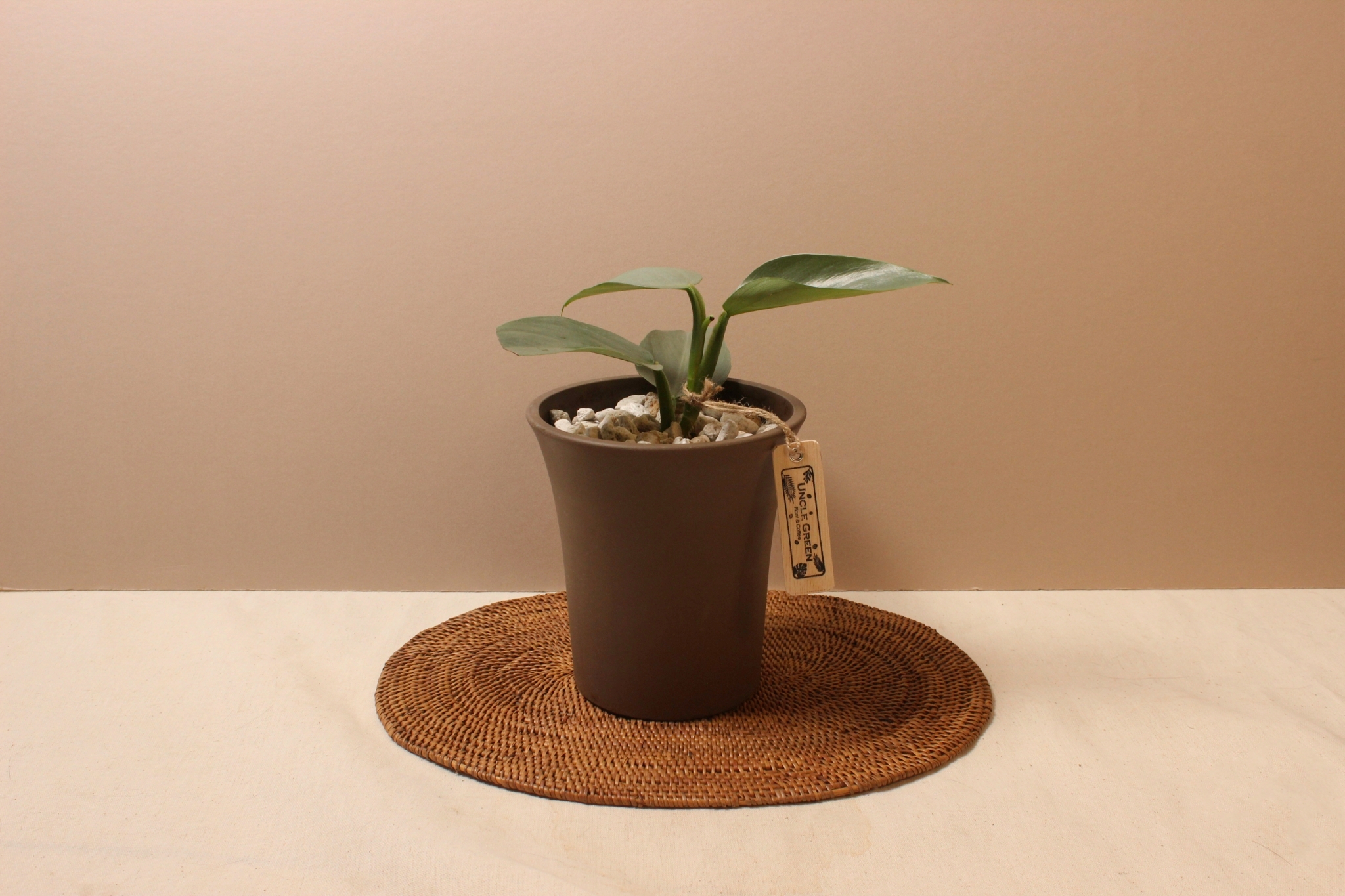 素陶盆（塑膠）_銀劍蔓綠絨1