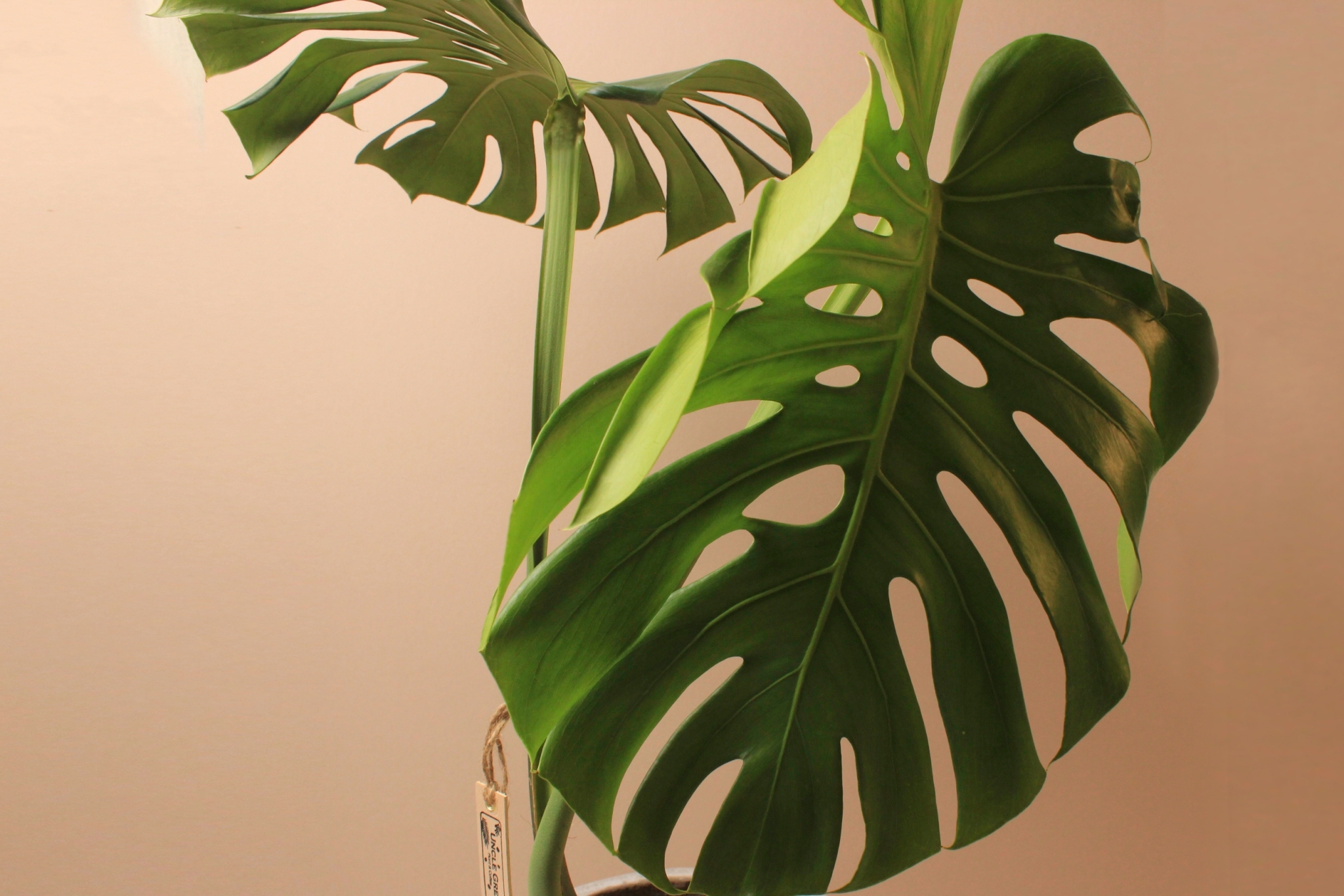 水泥盆_龜背芋2