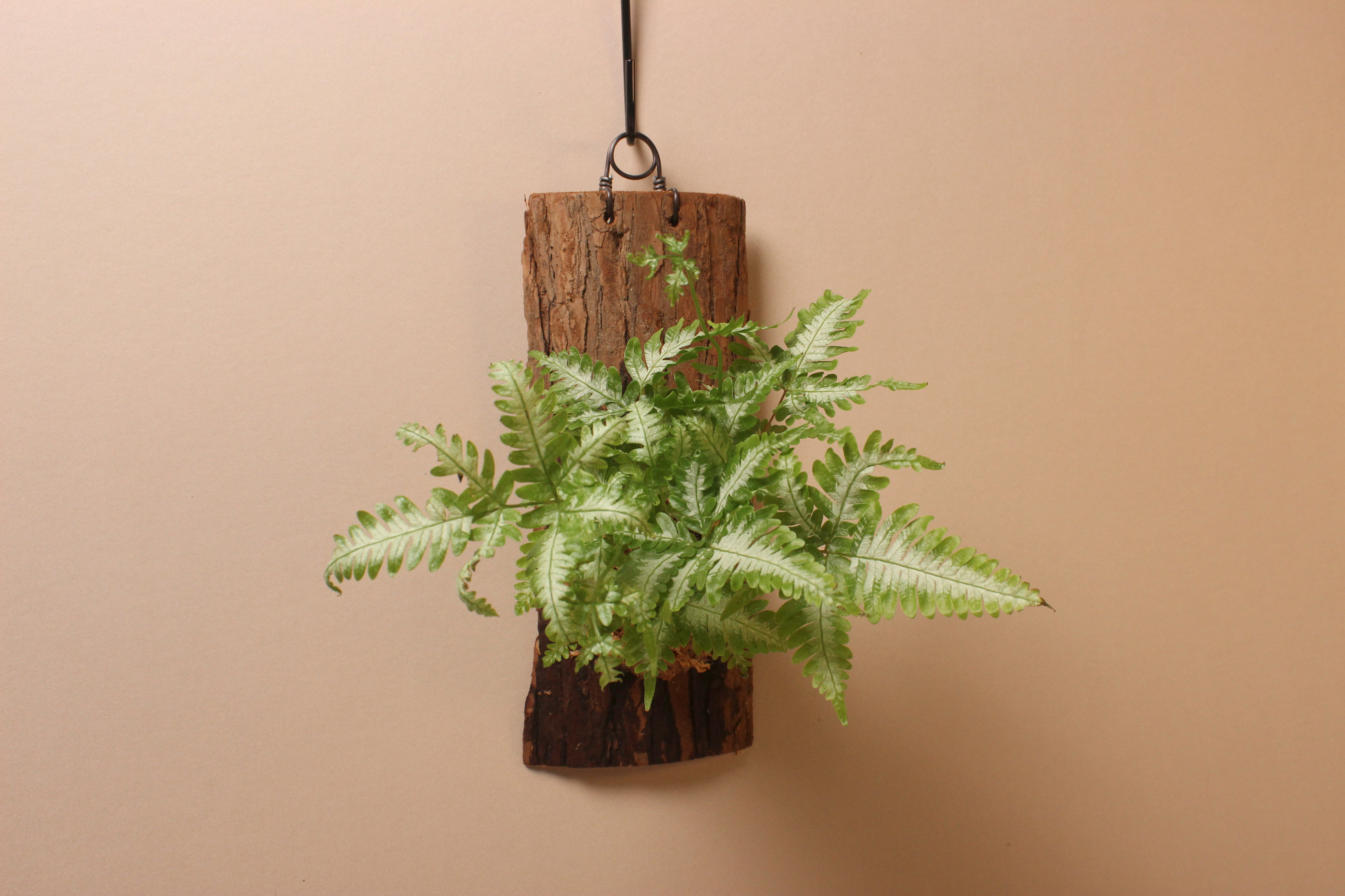 樹皮板_大銀脈鳳尾蕨2