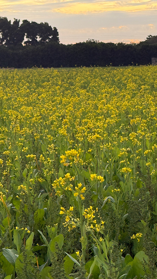 彰化北斗正光製藥公司附近的金黃油菜花田實景特寫,傍晚時分盛開的田野花海一角。