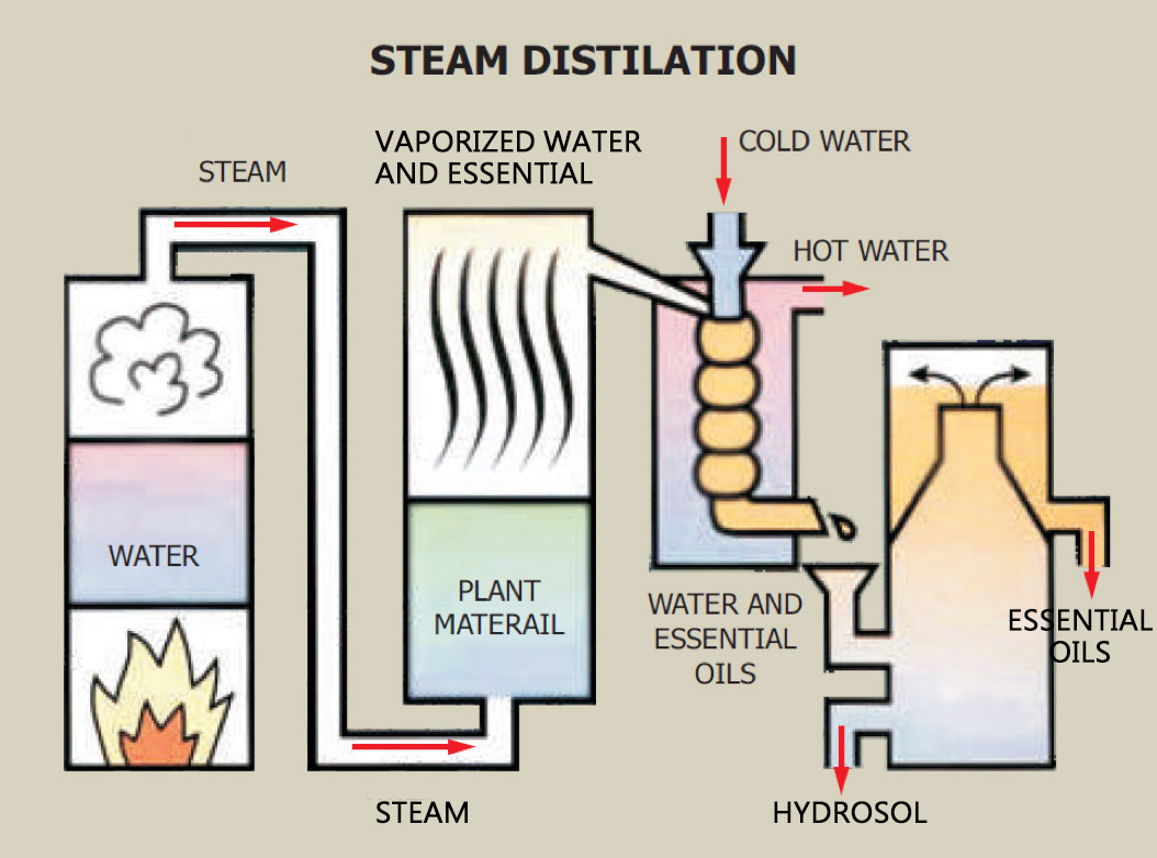 Steam distillation proces.jpg