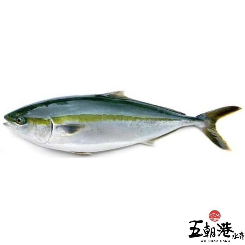 【五朝港水產】日本鹿耳島青甘魚頭丁(450g±10% /包)5