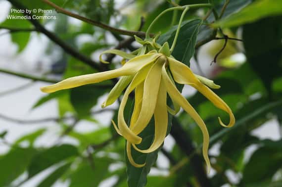 完全依蘭精油 (有機) Ylang Ylang Complete (ORG)