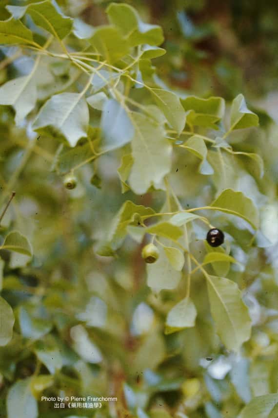 桉油樟精油 Ravintsara