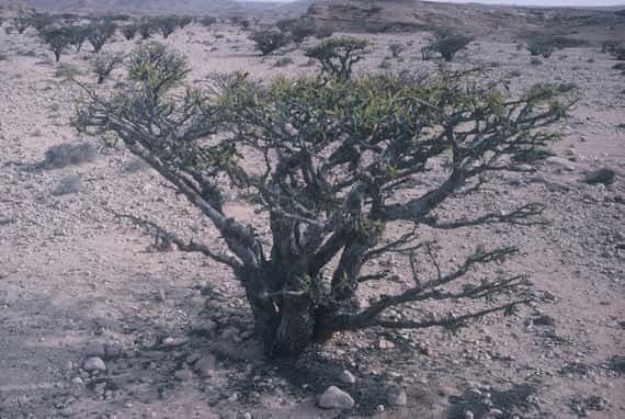 【限量】神聖乳香精油 Frankincense(Oman)