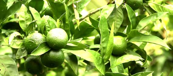 綠橘精油 Mandarin, green