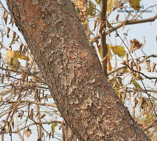 印度乳香CO2精油  Frankincense CO2, India