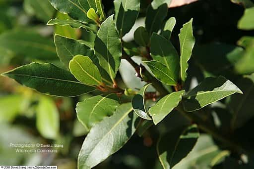 月桂精油 Bay Laurel