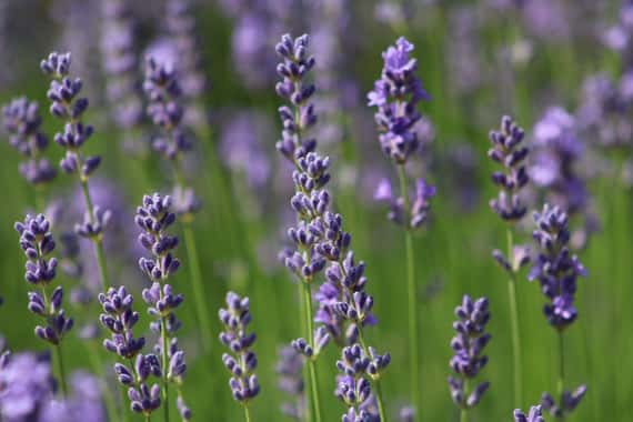 野生高地純正薰衣草（特級）Lavender, Wild