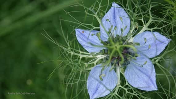 【限量】黑種草CO2 芳香油 (有機)  Cumin, Black CO2