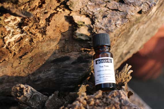 【稀有】格陵蘭喇叭茶 (野生有機） Labrador Tea