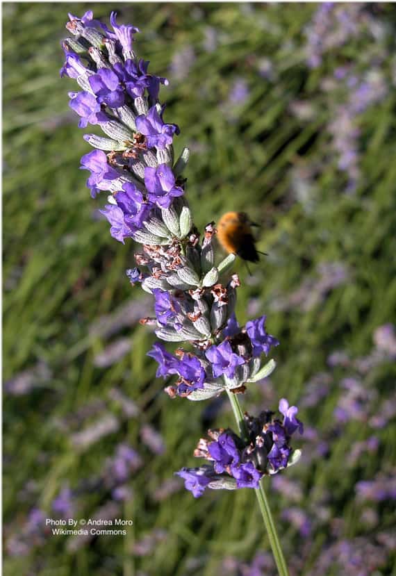 穗花薰衣草精油 Lavender, Spike