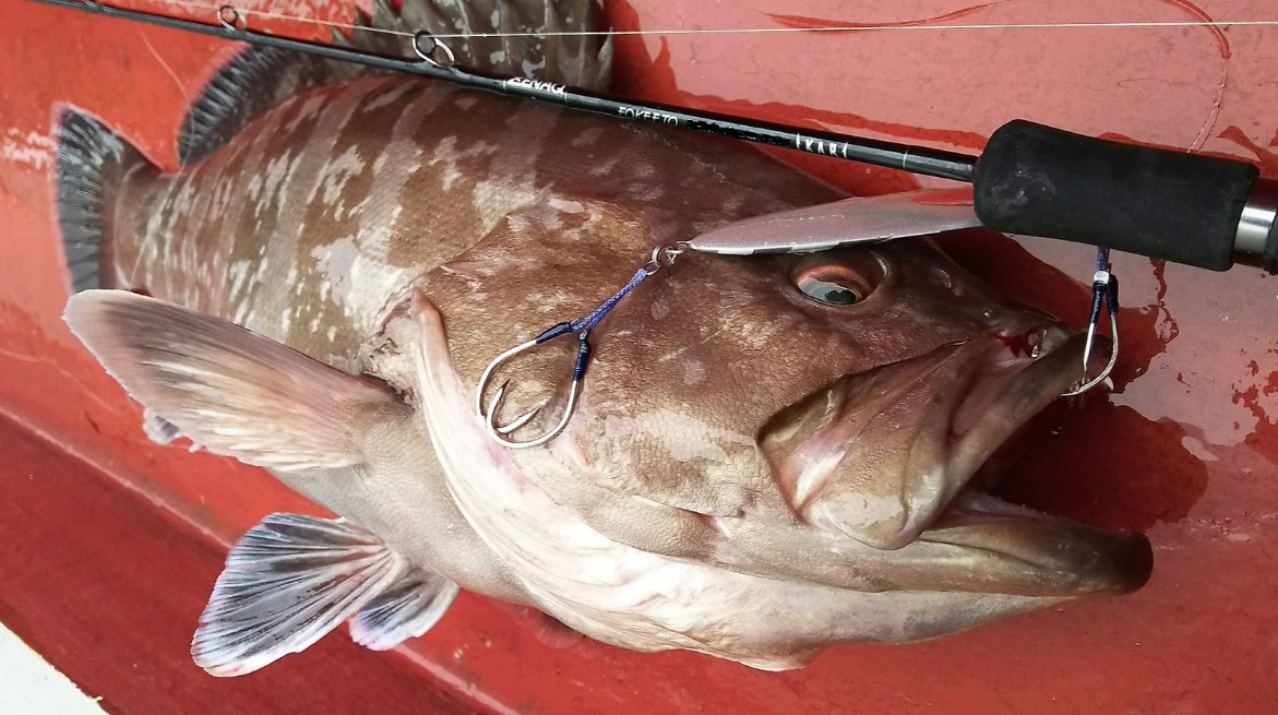 日本 ZENAQ 最新 實心竿 IKARI /鼓式竿/紡車竿12