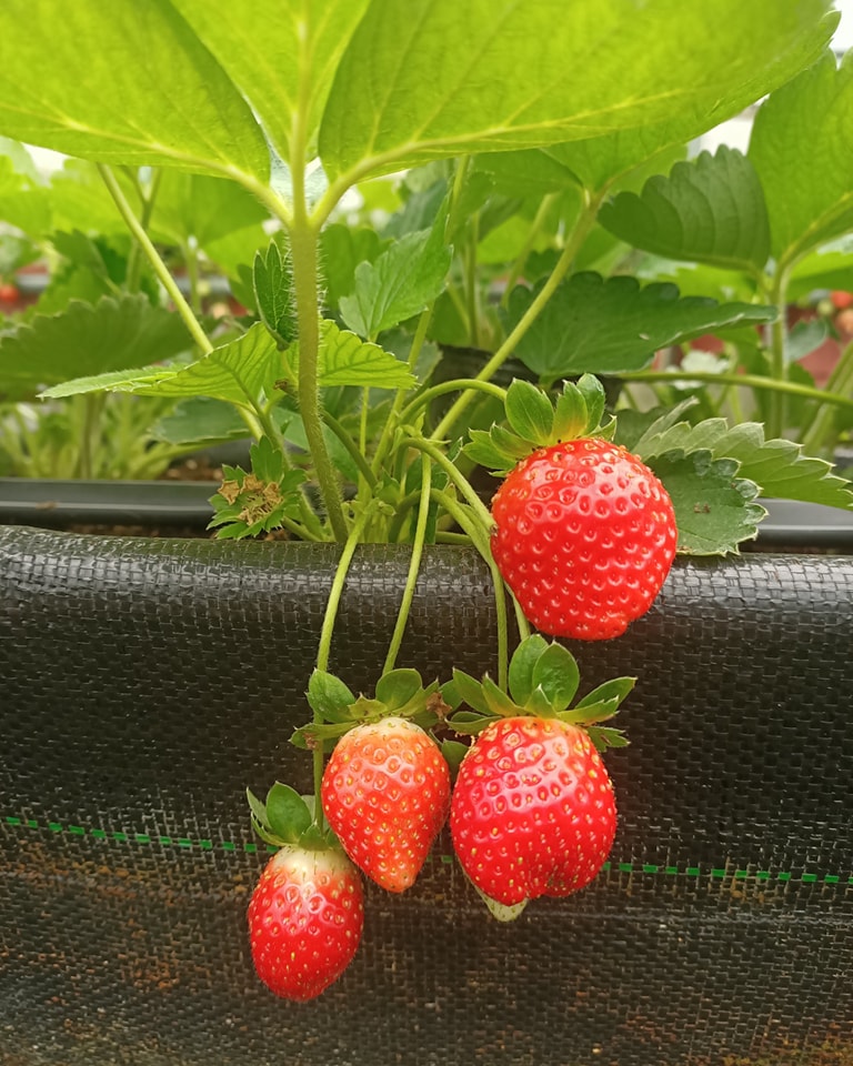 2-10歲 【內湖菩提園】草莓農場小農夫9