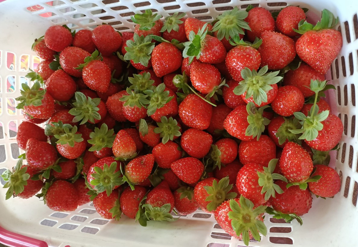 2-10歲 【內湖菩提園】草莓農場小農夫5