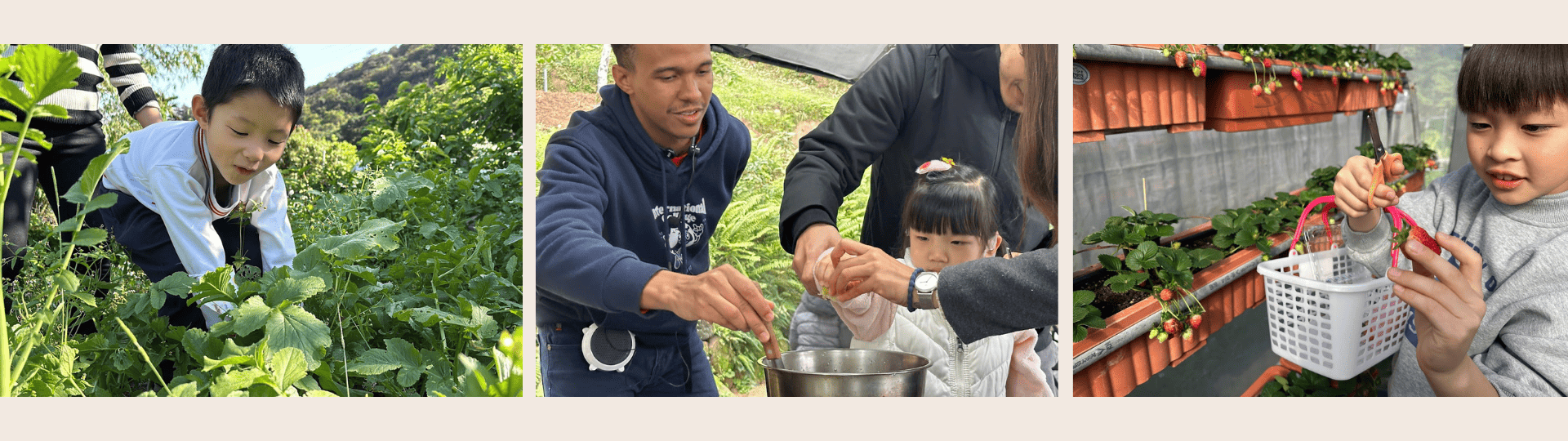 草莓農場 (3).png