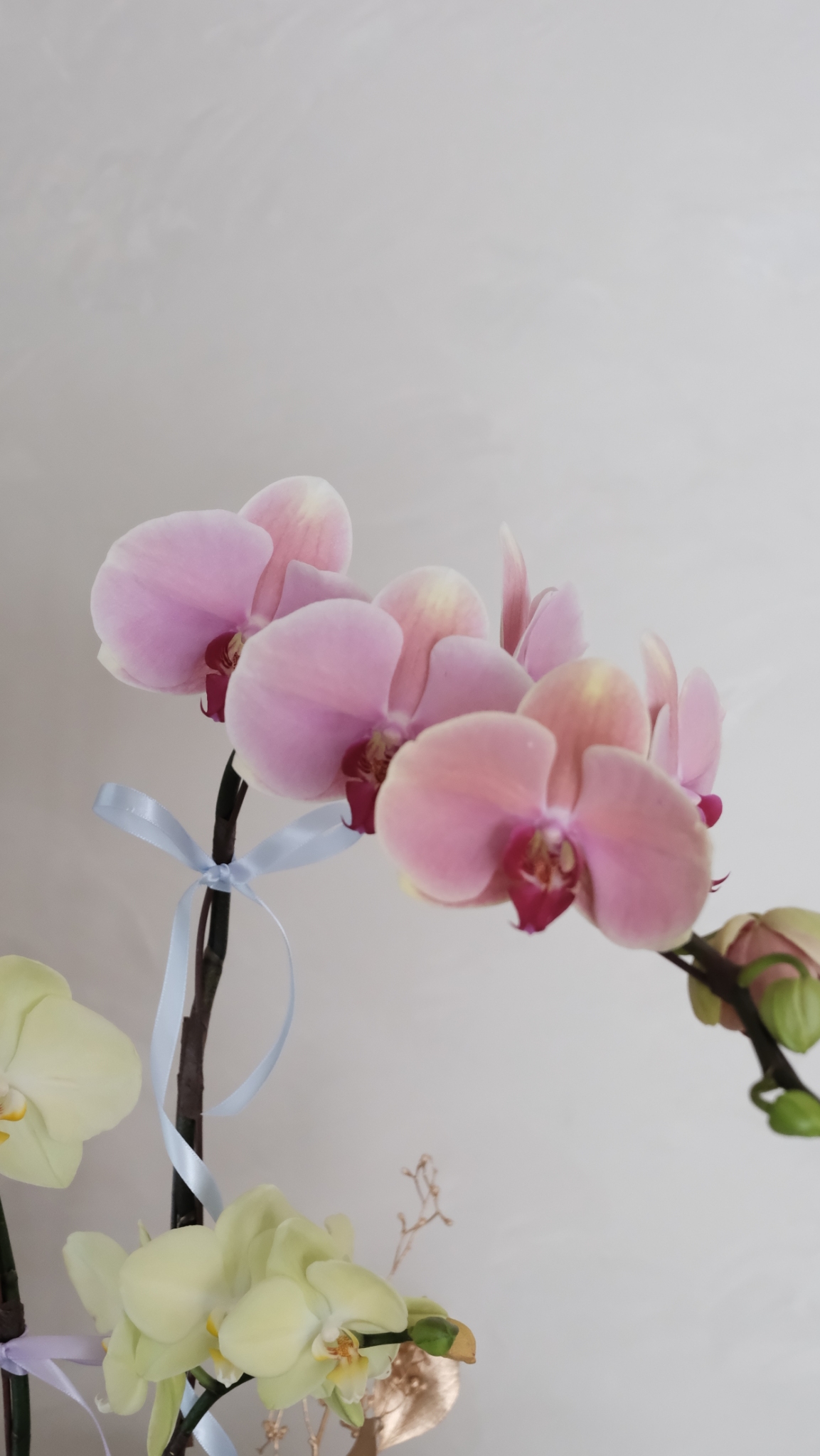 雙色蘭花花禮-黃粉色4