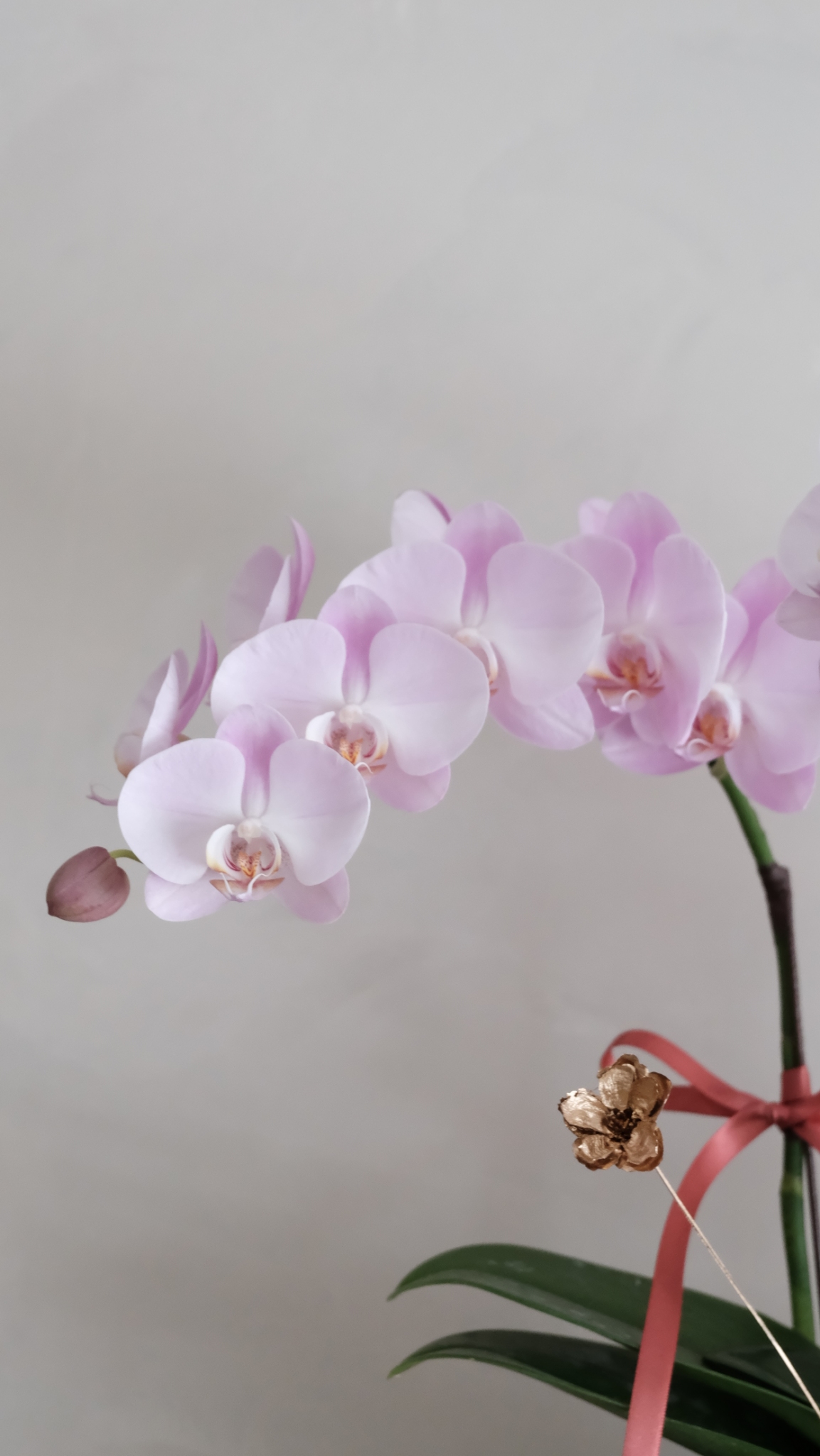 單色蘭花花禮-粉紫色4