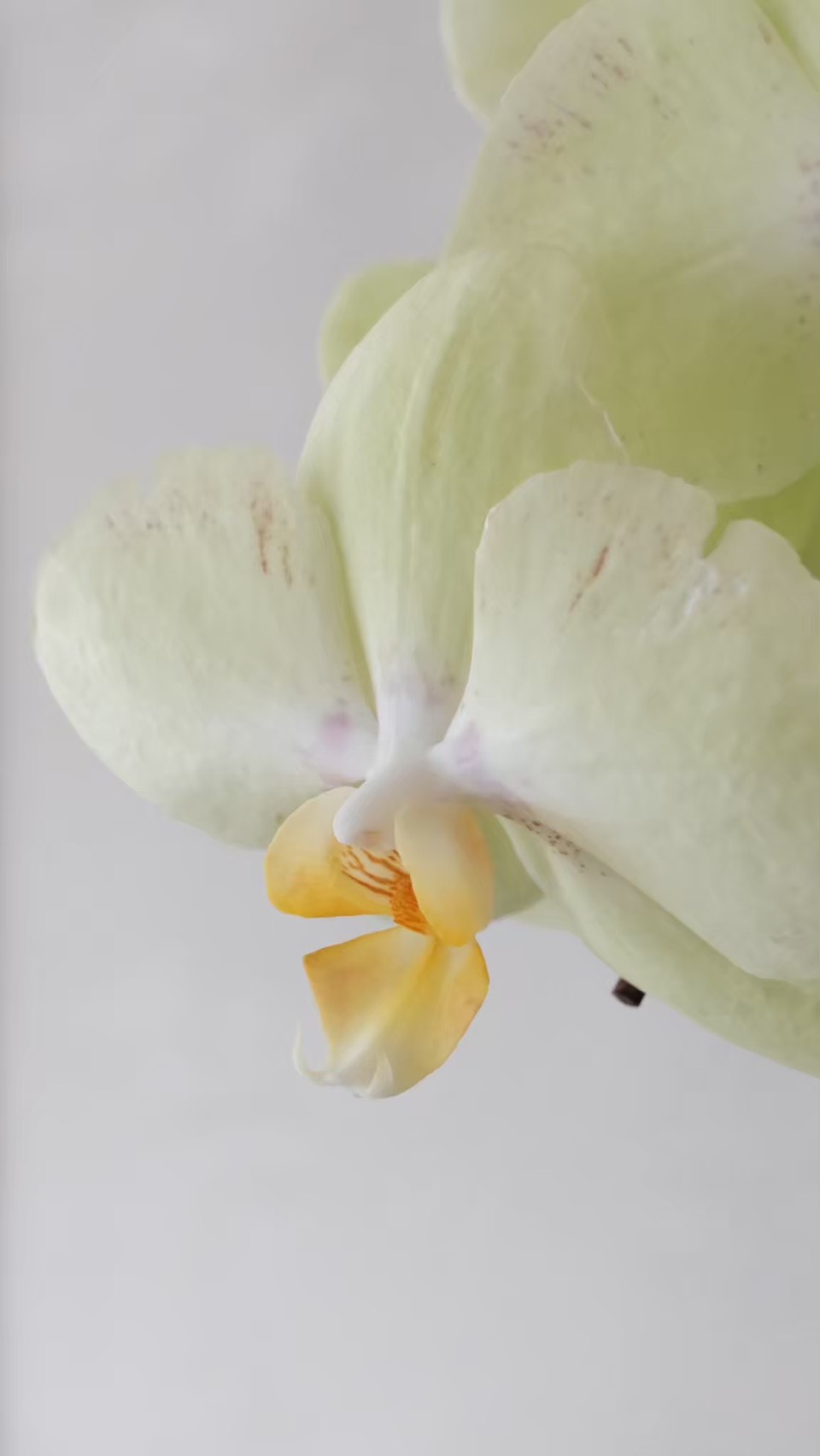 大型蘭花花禮-黃色3