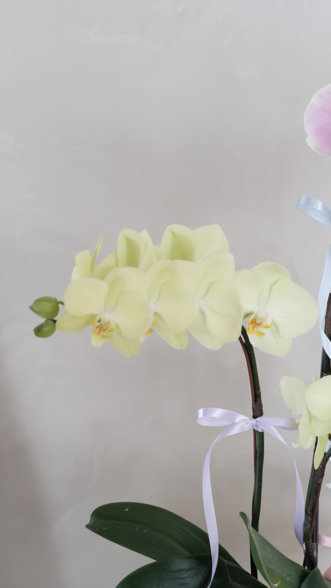 雙色蘭花花禮-黃粉色3