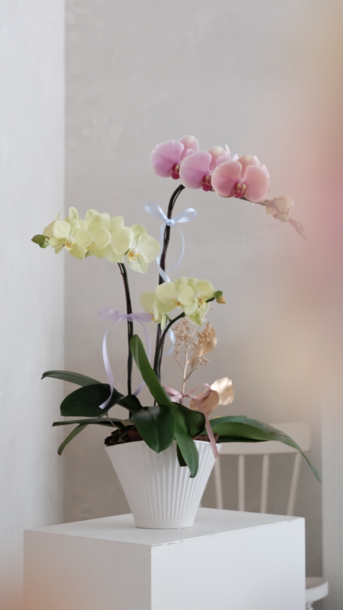 雙色蘭花花禮-黃粉色1