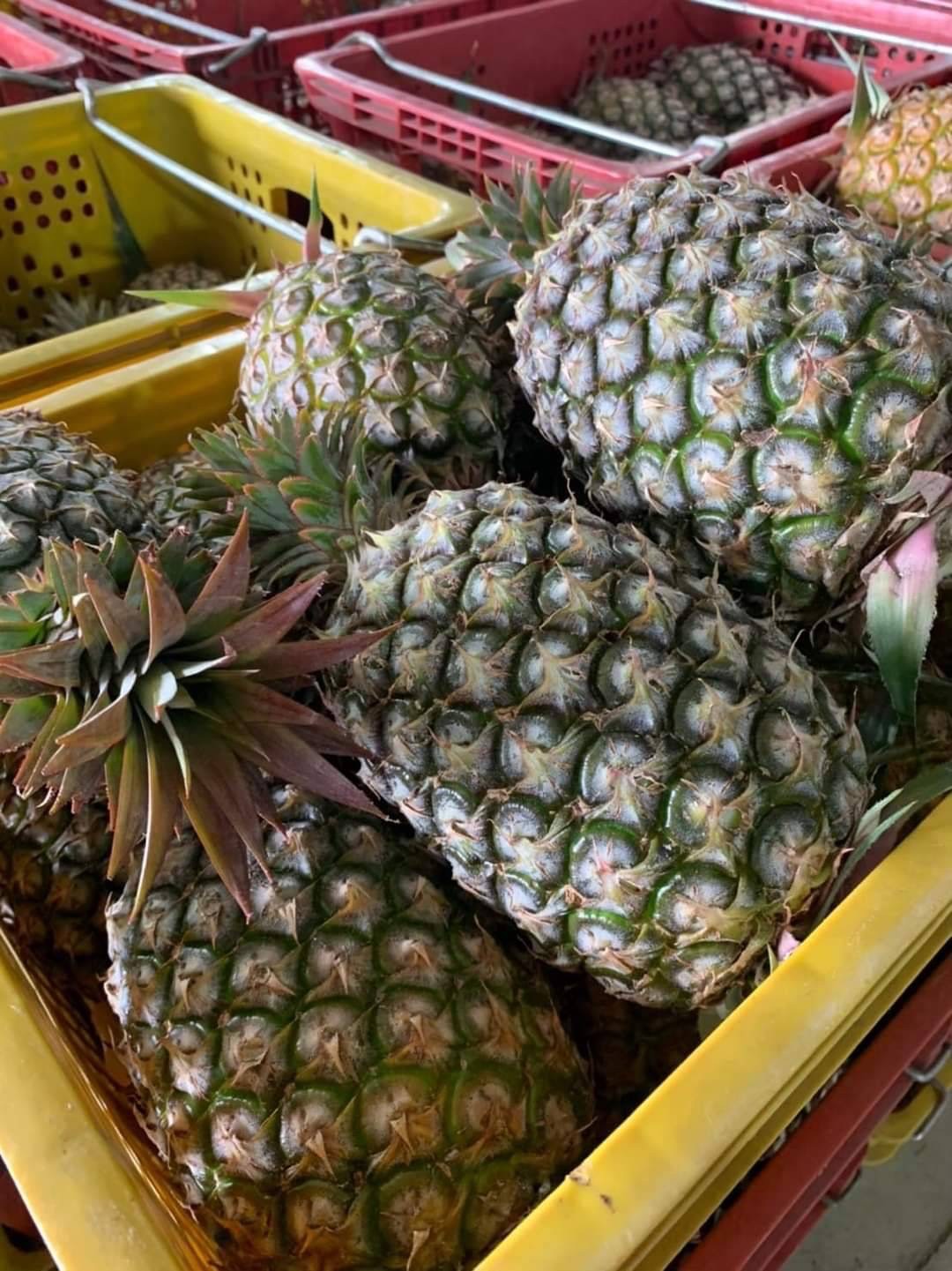 【善導書院幸福食間】台農無毒17號金鑽鳳梨一箱免運9