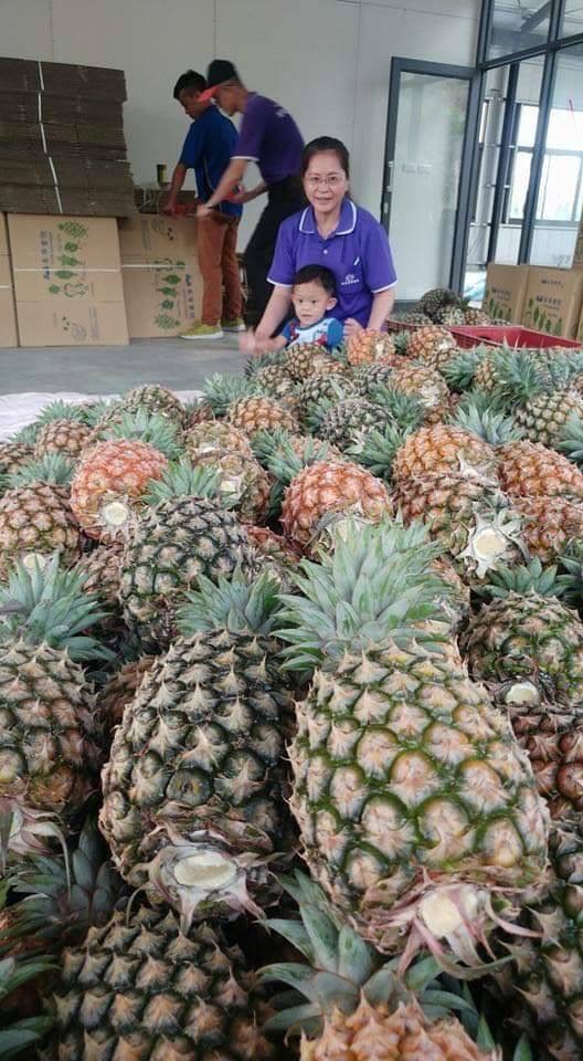 【善導書院幸福食間】台農無毒17號金鑽鳳梨一箱免運4