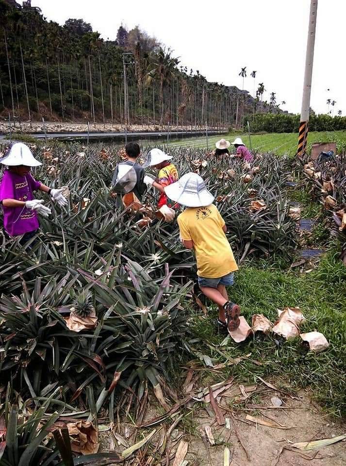 【善導書院幸福食間】台農無毒17號金鑽鳳梨一箱免運7