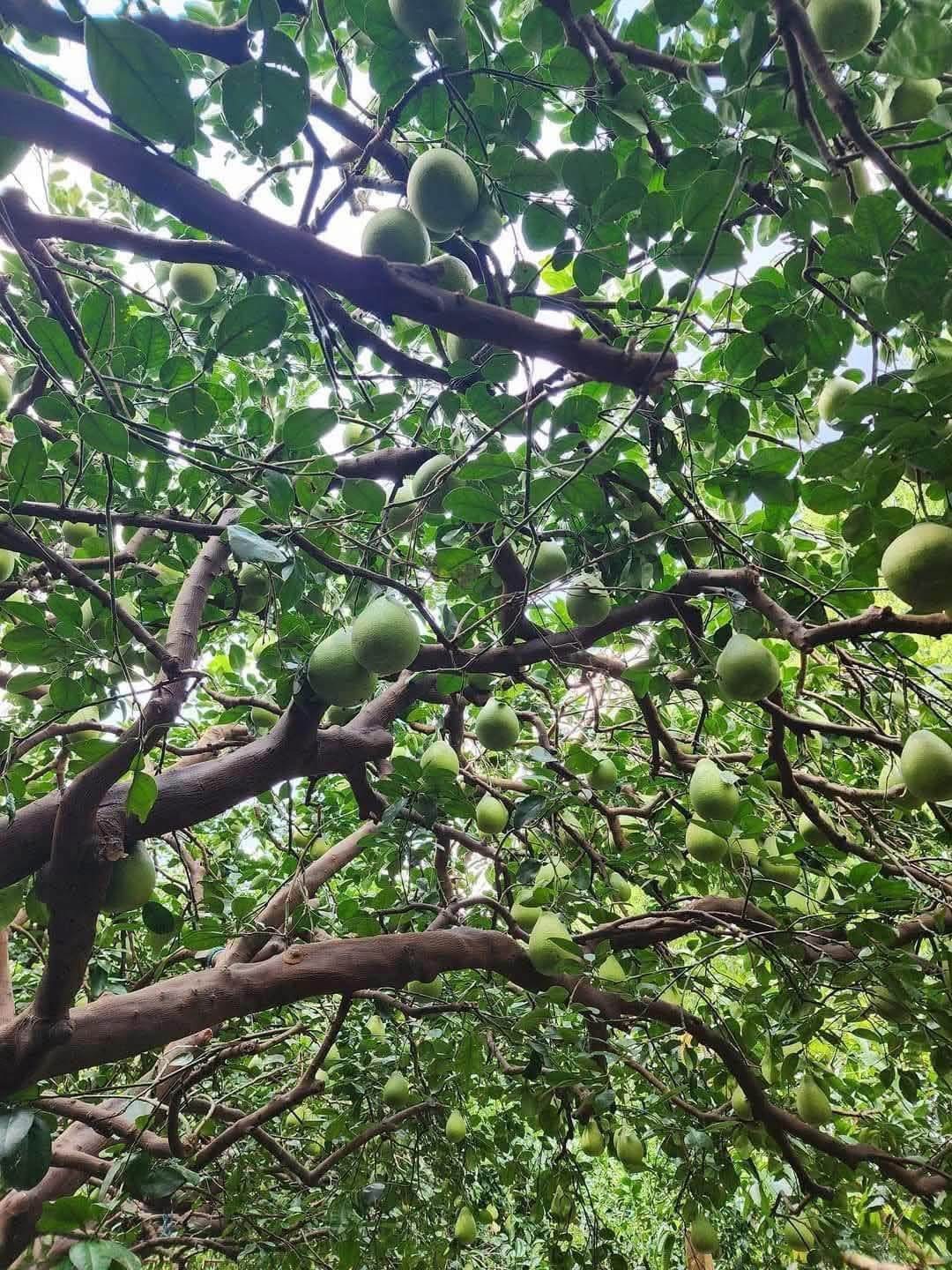 ❤️善導書院幸褔食間-中秋文旦預購1