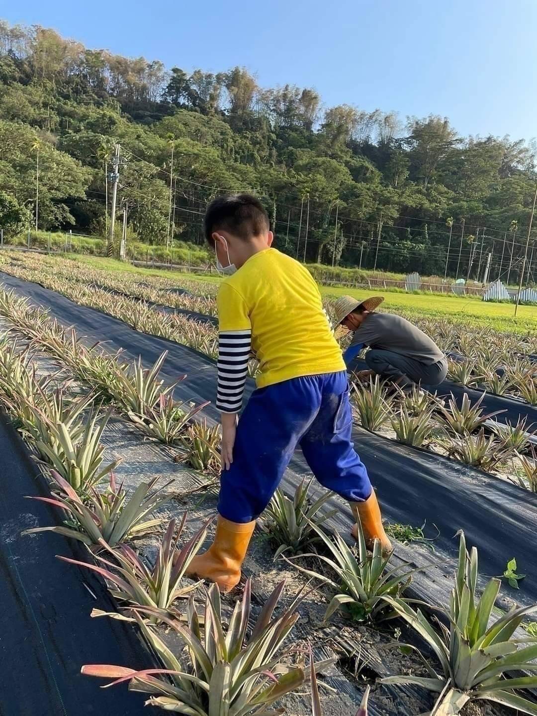 【善導書院幸福食間】台農無毒17號金鑽鳳梨一箱免運11