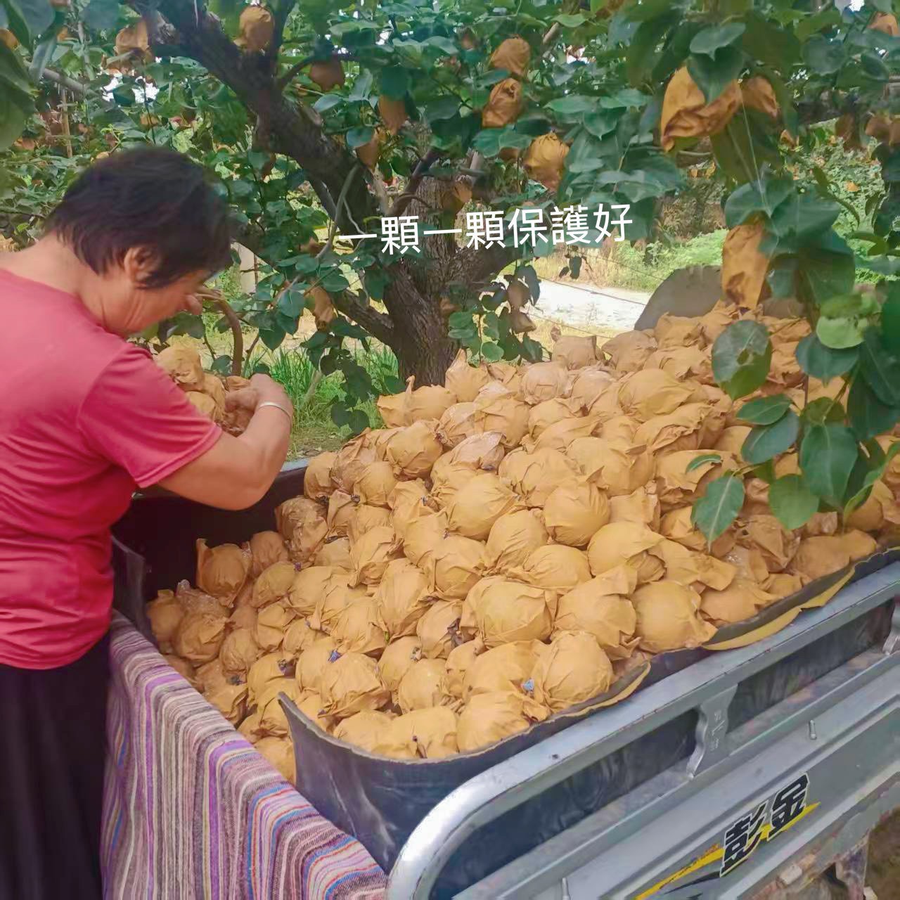 全新升級🍐銀耳燉烤梨 2.0減糖版 【免運】11