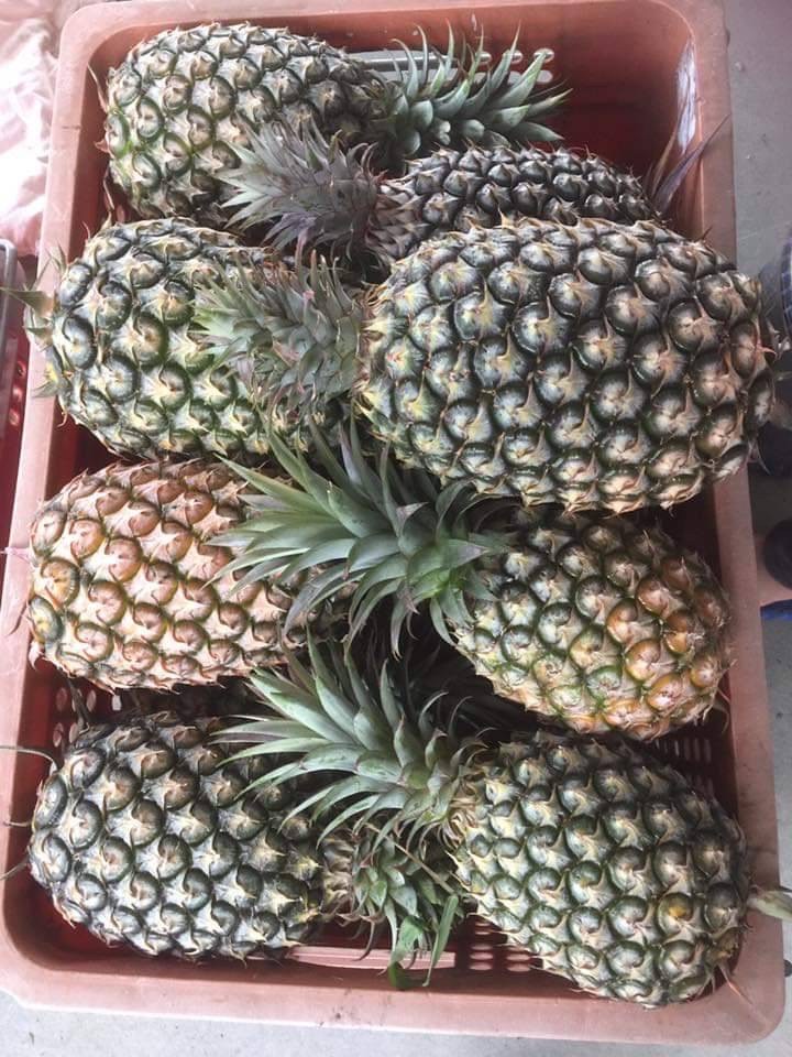 【善導書院幸福食間】台農無毒17號金鑽鳳梨一箱免運5