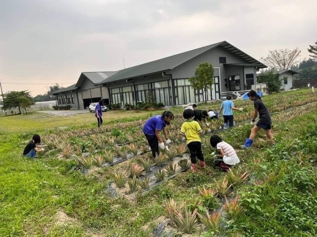 【善導書院幸福食間】台農無毒17號金鑽鳳梨一箱免運10