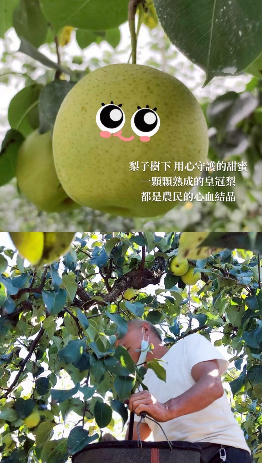 全新升級🍐銀耳燉烤梨 2.0減糖版 【免運】10