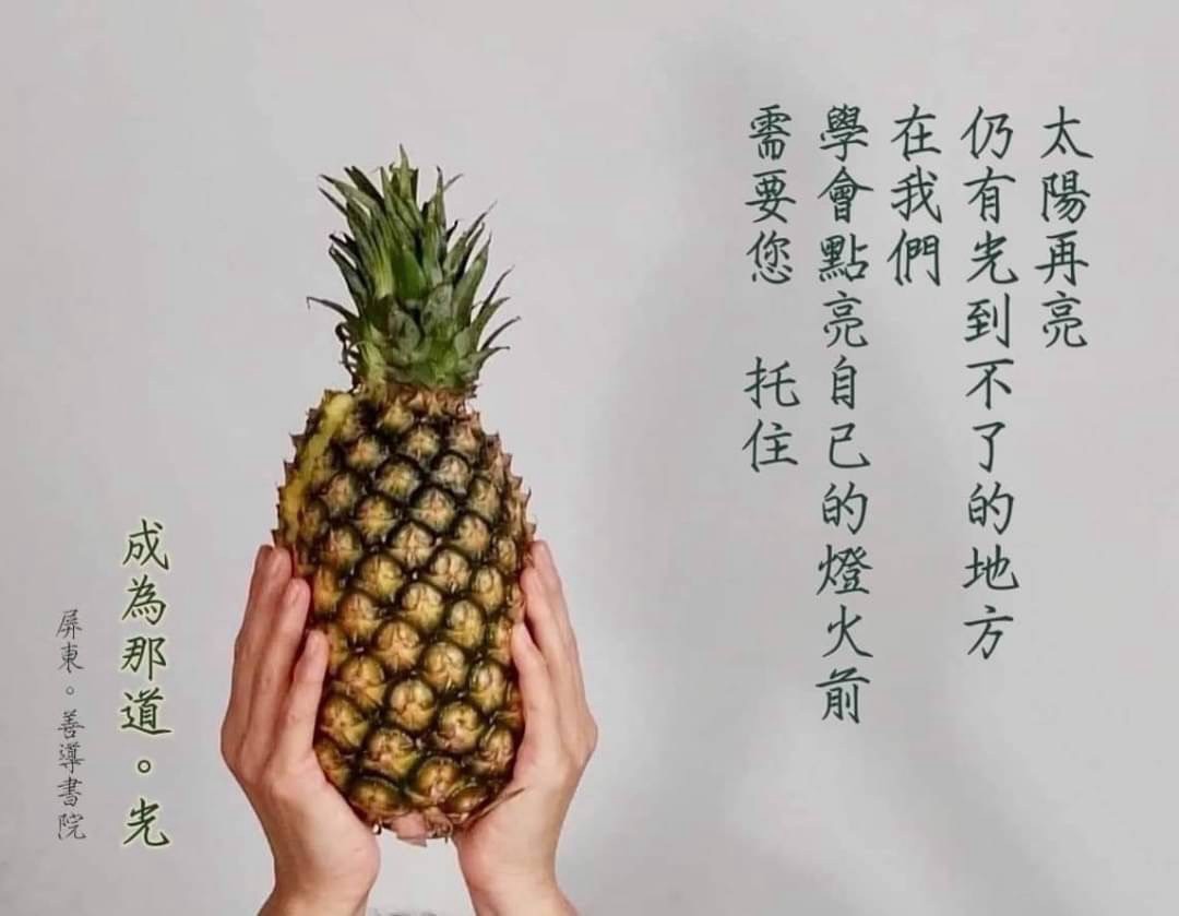 【善導書院幸福食間】台農無毒17號金鑽鳳梨一箱免運1