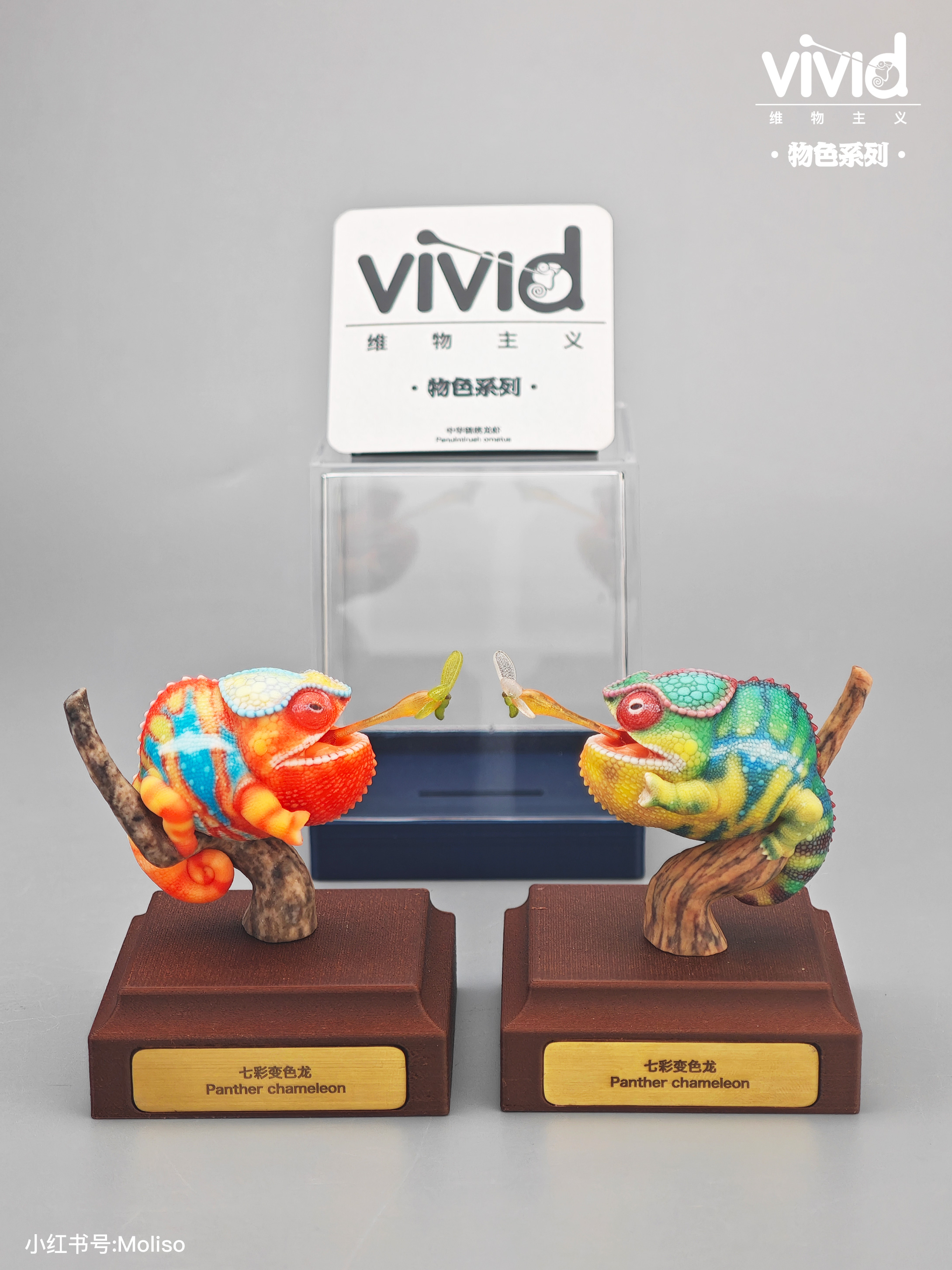 【預購】原色七彩變色龍 X vivid維物主義8