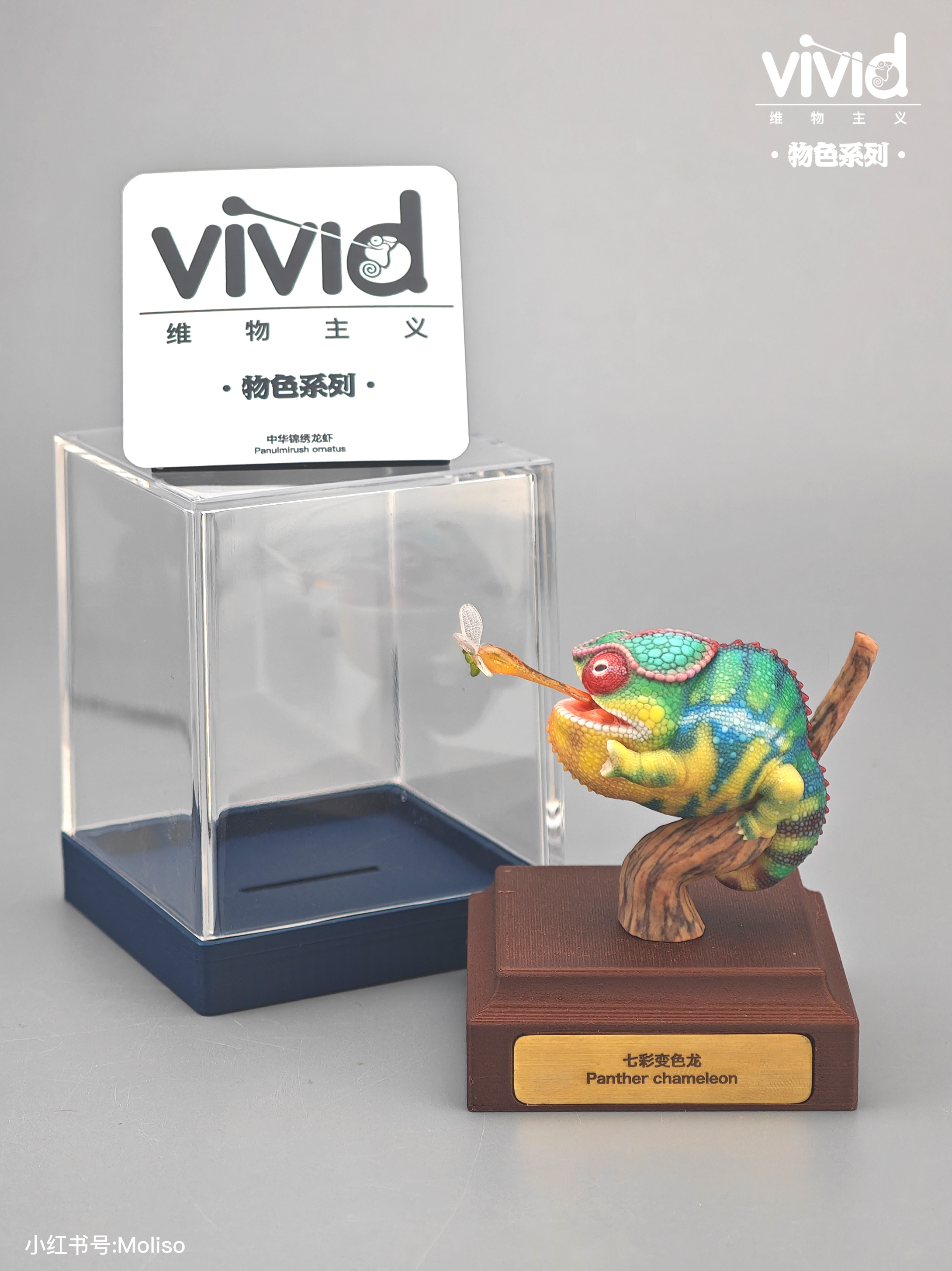 【預購】原色七彩變色龍 X vivid維物主義7