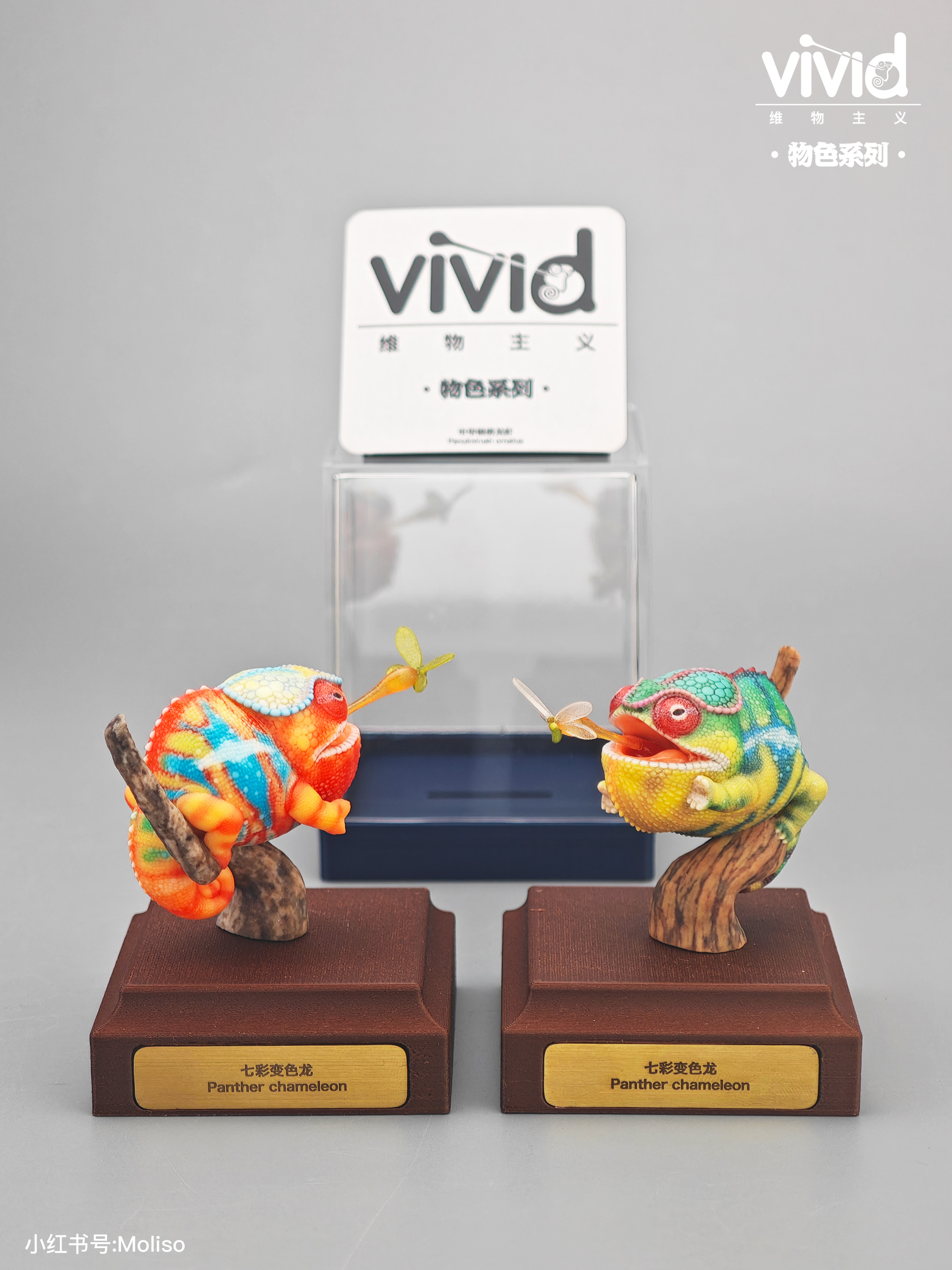 【預購】原色七彩變色龍 X vivid維物主義9