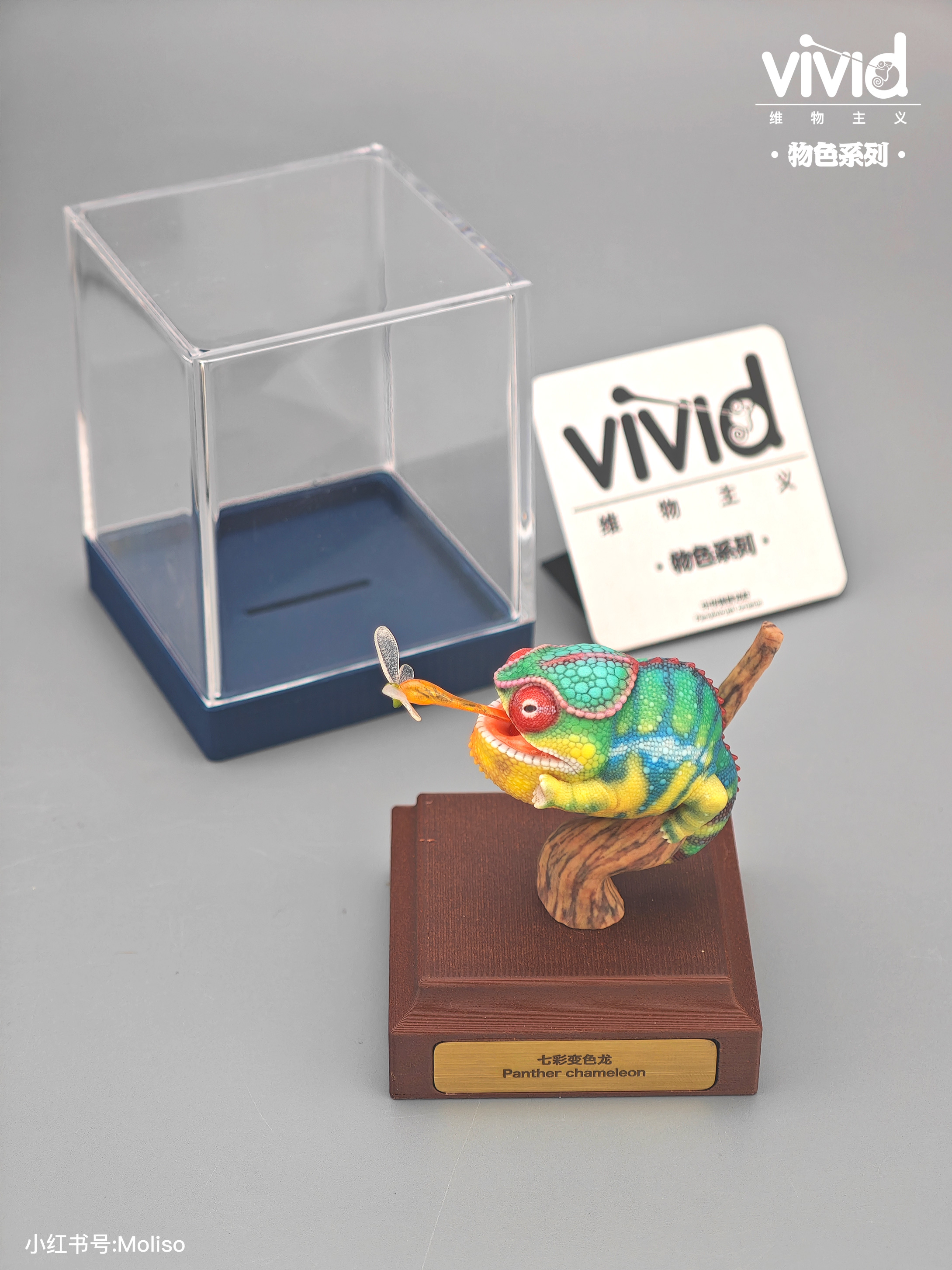 【預購】原色七彩變色龍 X vivid維物主義2