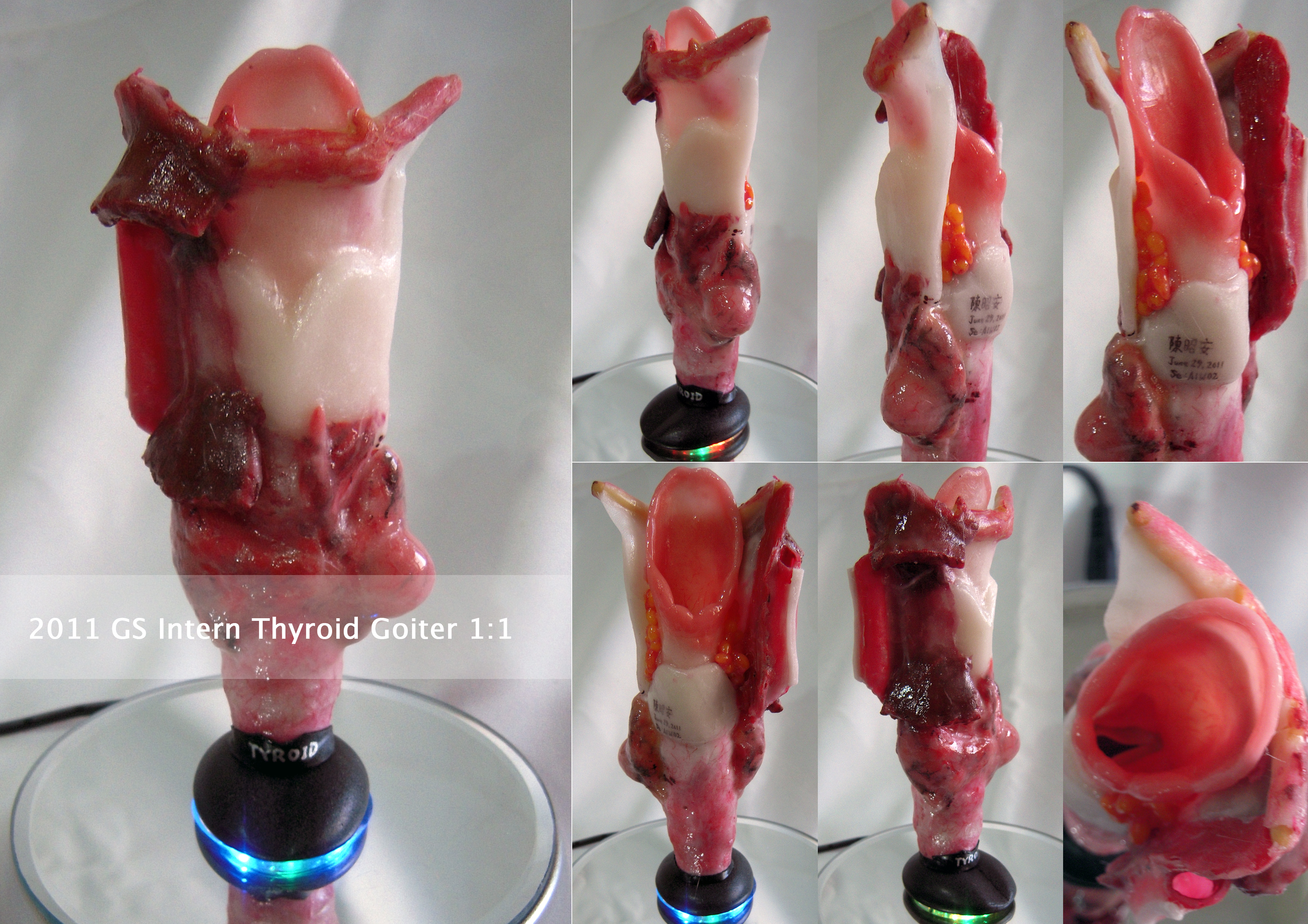 陳昭安醫師樹脂土模型作品 陳昭安醫師創作的樹脂土手作模型特寫,呈現細膩比例、手工塑形與模型師的職人精神。