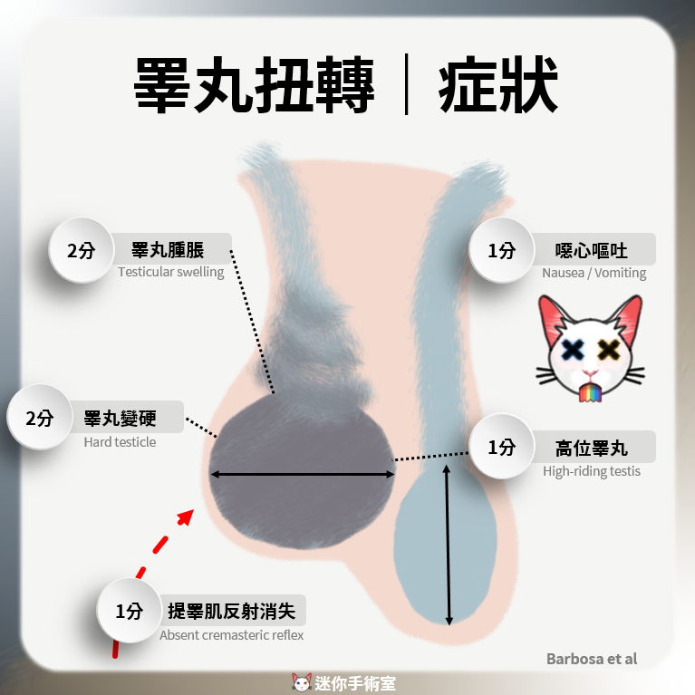 睪丸扭轉的TWIST評分項目：睪丸腫脹2分、睪丸變硬2分、噁心嘔吐1分、高位睪丸1分、提睪肌反射消失1分