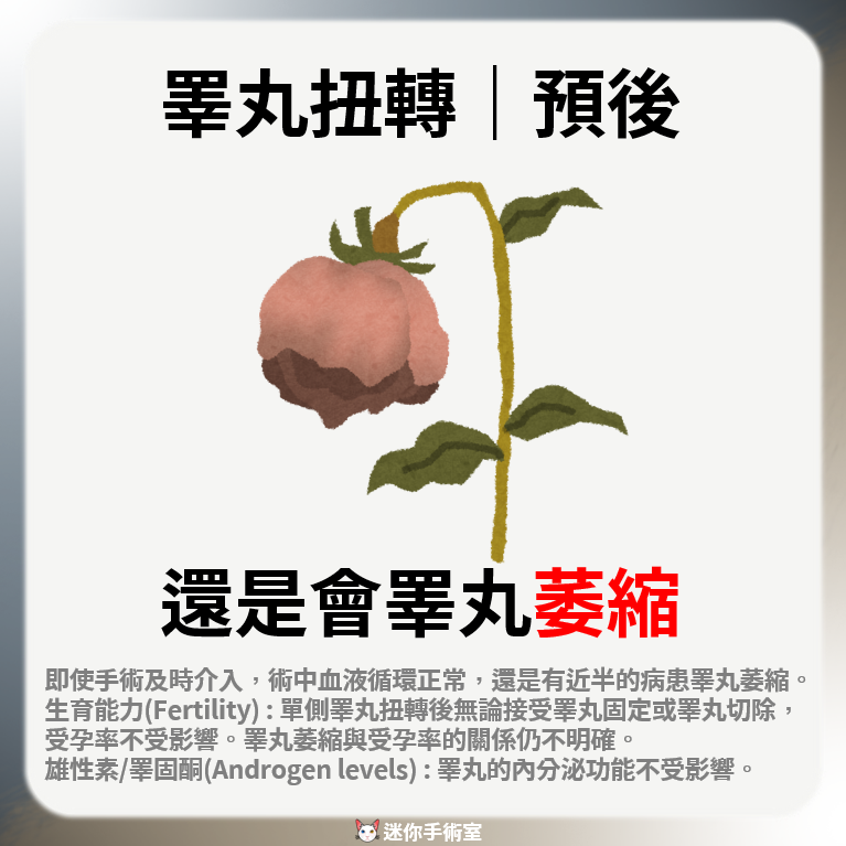 即使手術及時介入且術中血液循環正常，仍有近半病患發生睪丸萎縮；單側扭轉後受孕率不受影響