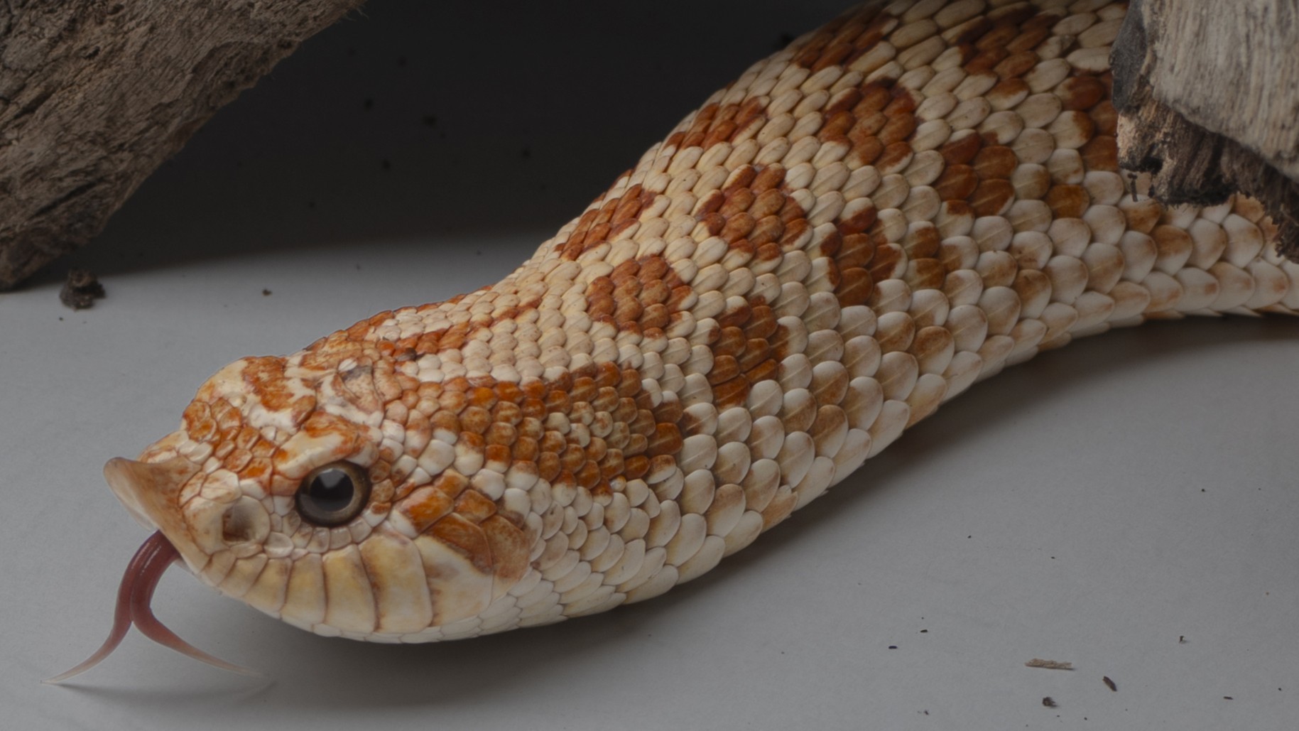 西部鼻蛇｜Heterodon nasicus