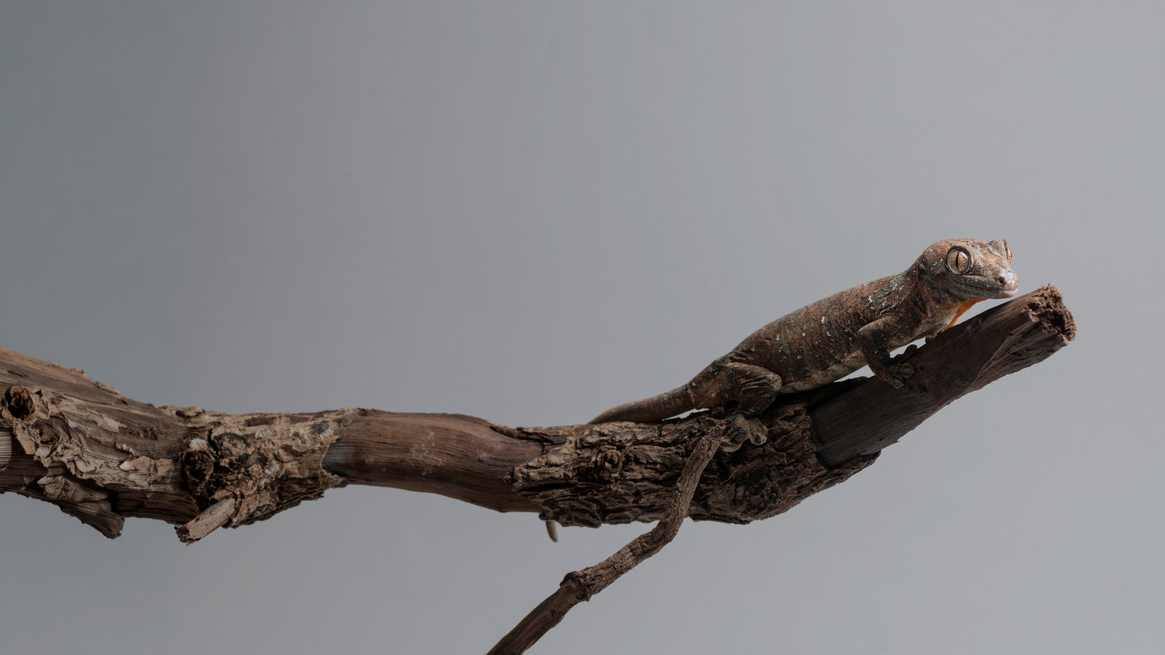 雨林深處的「活苔蘚」：魔物守宮的偽裝美學