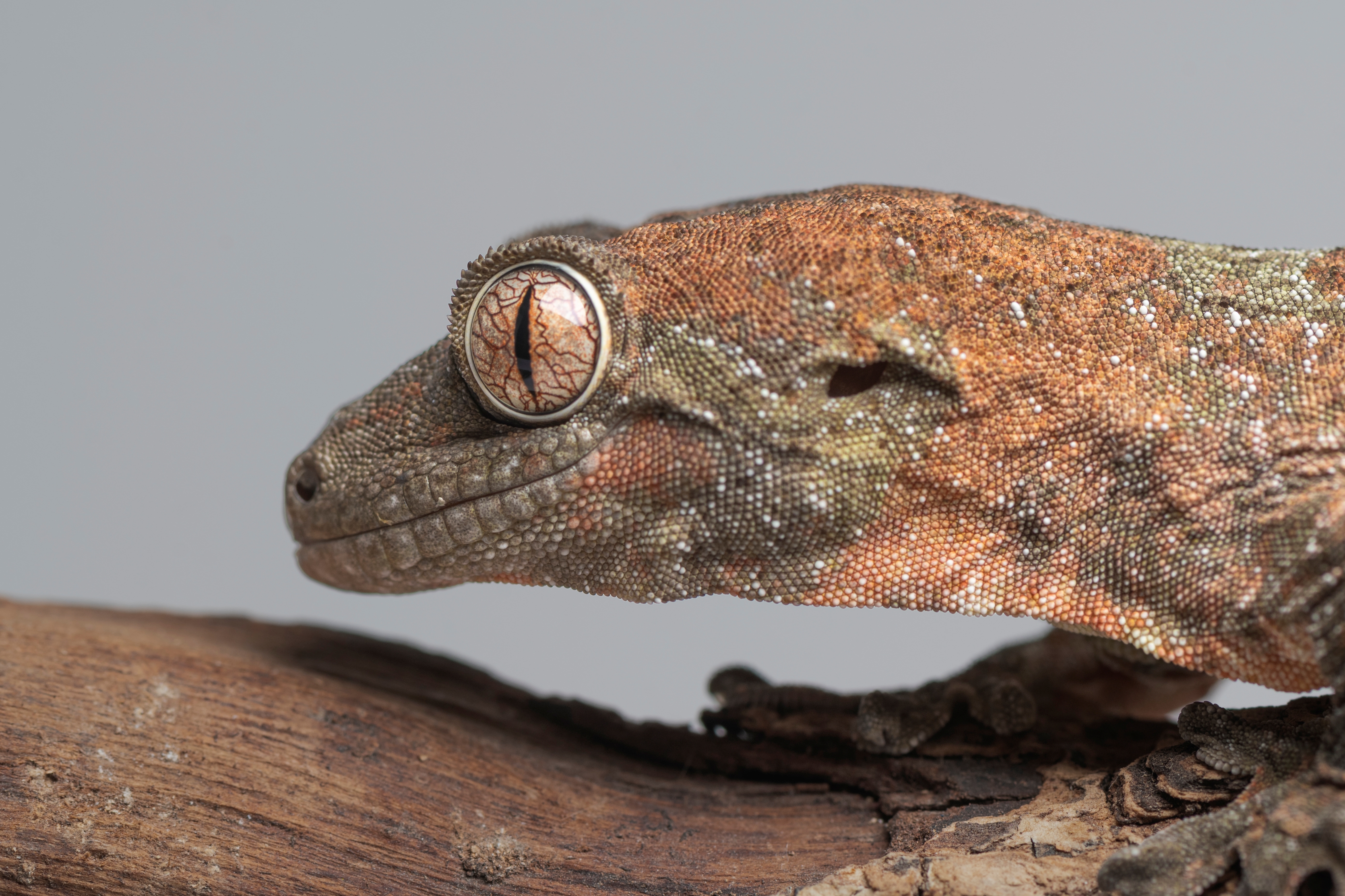 魔物守宮|Mniarogekko chahoua3