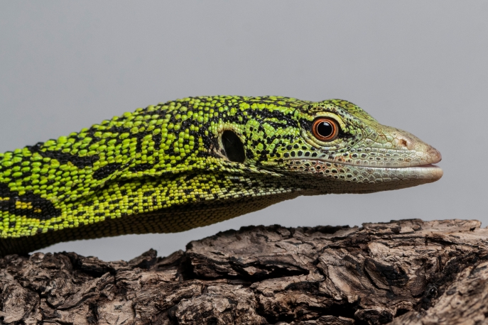 瑞氏巨蜥｜Varanus reisingeri (4).jpg