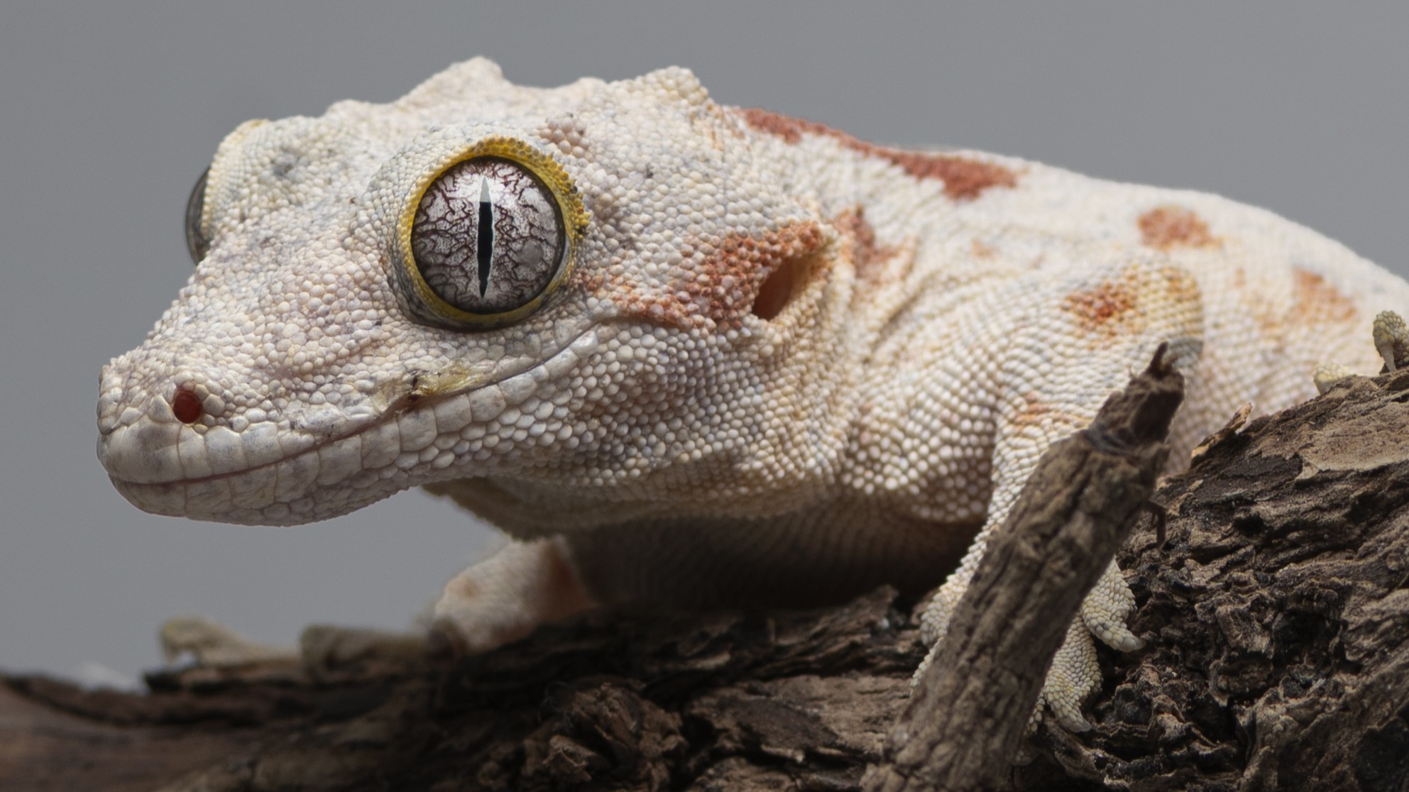 蓋勾亞守宮|Rhacodactylus auriculatus3